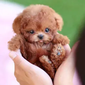 AI Robot Dog, Smart Realistic Robot Puppy, Robotic Dog That Acts Like a Real Dog, Smart Robotic Puppy - Walking, Barking, Tail Wagging (Set F)