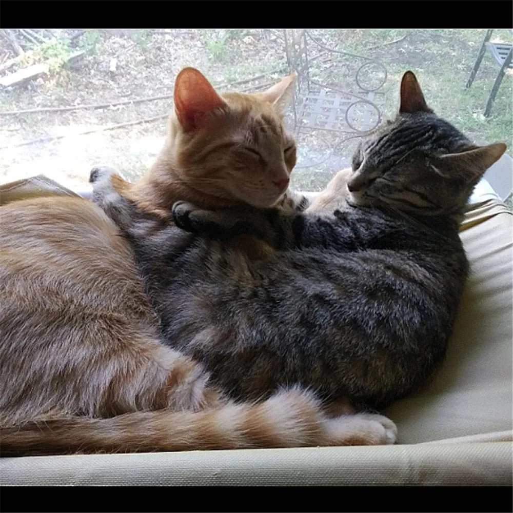 Breathable Pet Hanging Hammock