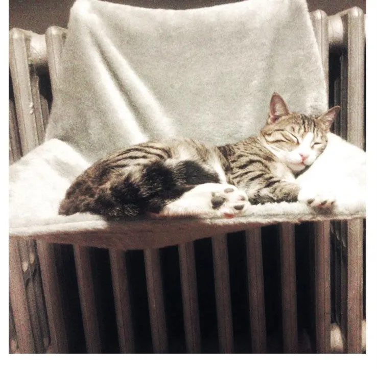 Cat Hammock Hanging Chair