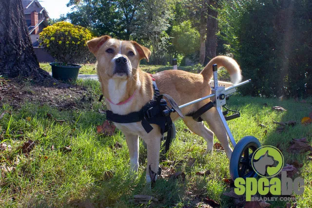Rear Support Dog Wheelchair By Best Friend Mobility
