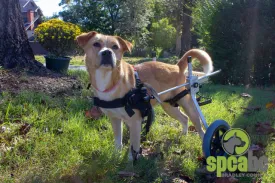 Rear Support Dog Wheelchair By Best Friend Mobility