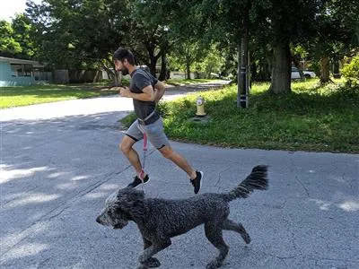Running Leash - Hands-Free Control for Active Walks